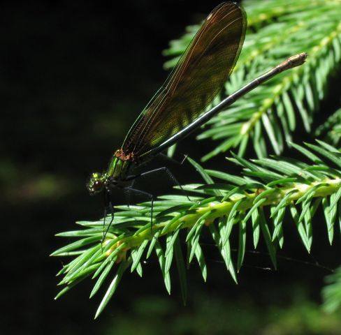 dragon fly (1)