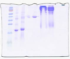 sds_page_sk2.jpg