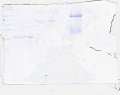 sds_page_sk3.jpg